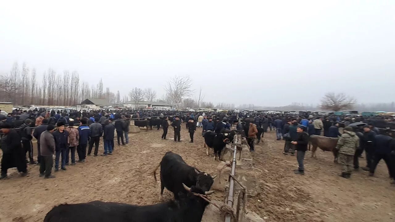 Погода андижан мархамат. Андижан Мархаматский район. Андижан янгиликлари 2021 мархамат мол БОЗОРИ. Узбекистан Андижан мархамат. Андижон мархамат тумани.