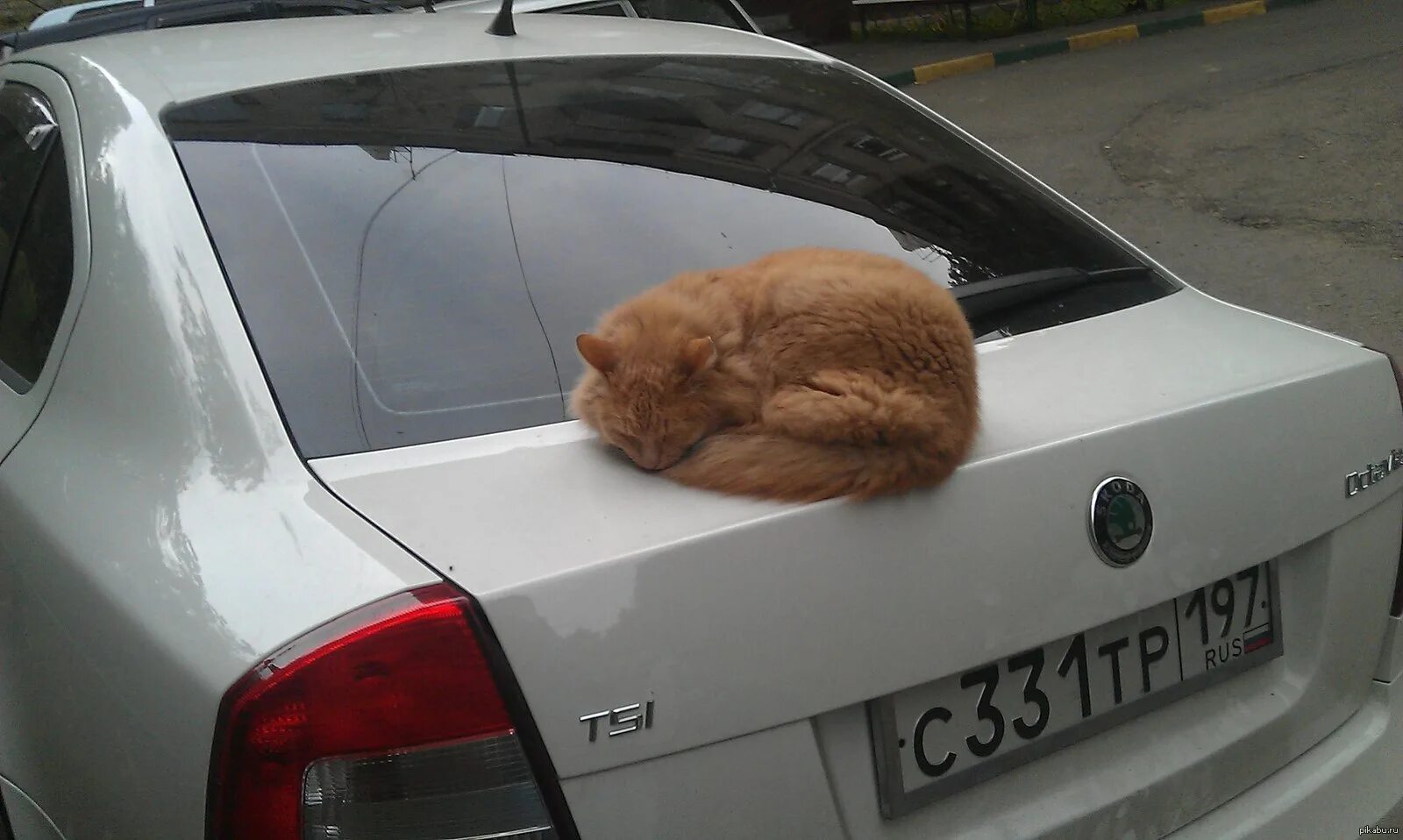 Кот в машине. Кошачий автомобиль. Котэ на машине. Кот под машиной.