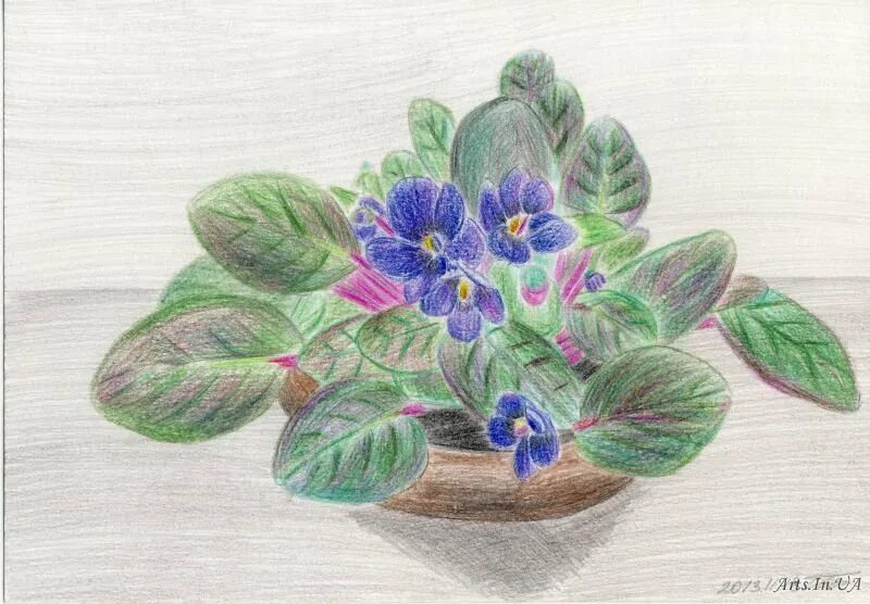 Рисование фиалки. Трафарет фиалки для рисования. Узамбарская фиалка рисунок. Рисование фиалки для дошкольников. Узамбарская фиалка акварелью.