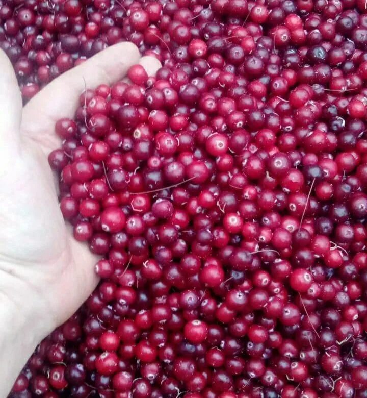 Cranberries ягода. Клюква ягода. Ягода похожая на клюкву. Клюка.