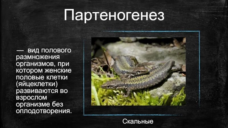 Виды партеногенеза. Партеногенез размножение. Половое размножение партеногенез. Партеногенез у ящериц.