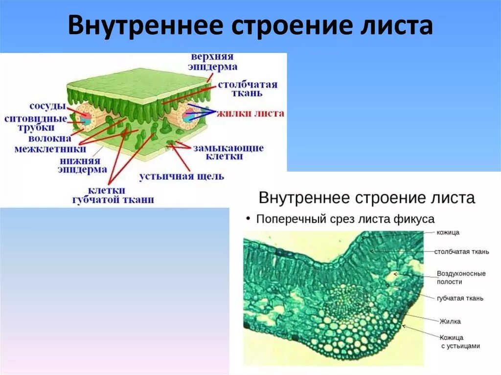 Слой клеток листа. Поперечное строение листа Проводящая ткань. Поперечное сечение листа Проводящая ткань. Строение листа основная ткань. Анатомия листа микроскопическое строение.