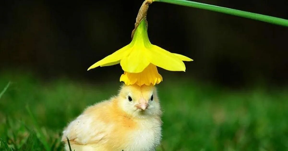 Маленькие цыпы. Цыпленок. Желтые животные. Желтый цыпленок. Красивые цыплята.