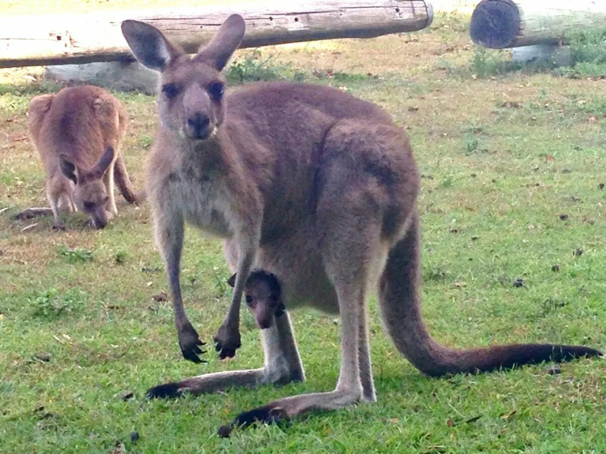 Маленькие кенгуру рождение. Кенгуру и коала. Рождение кенгуру
