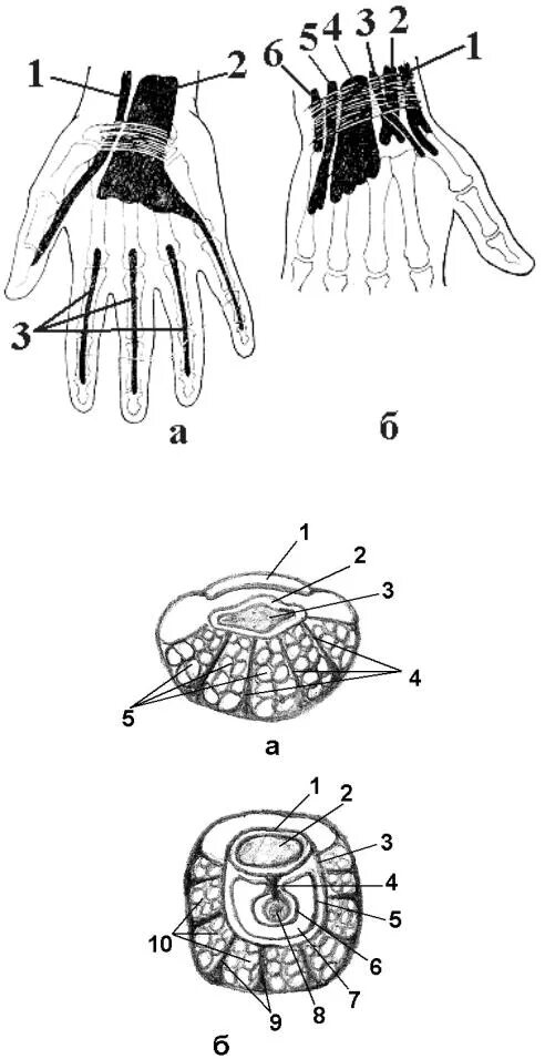 палец срез. строение ногтя гистология. послойное строение пальца. поперечный разрез синовиального влагалища. поперечный срез фаланги пальца.