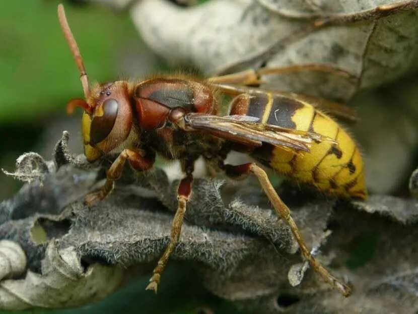 Сколько живут осы. Шершень Веспа. Vespa crabro гнездо. Шершень и Оса. Шершень обыкновенный.