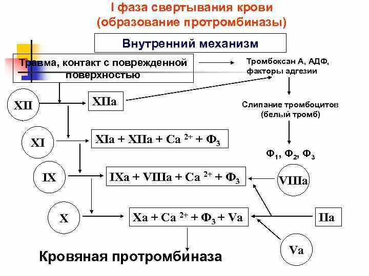 Функция свертывания крови выполняют. Механизм свертывания крови. Механизм свертывания крови кратко. Механизмы образования протромбиназы. Механизм свертывания крови фазы.