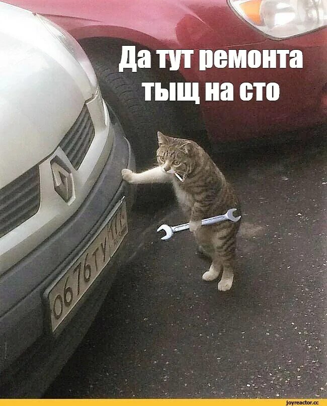 Кот автослесарь. Кот ремонтирует авто. Котик чинит машину. Кот механик
