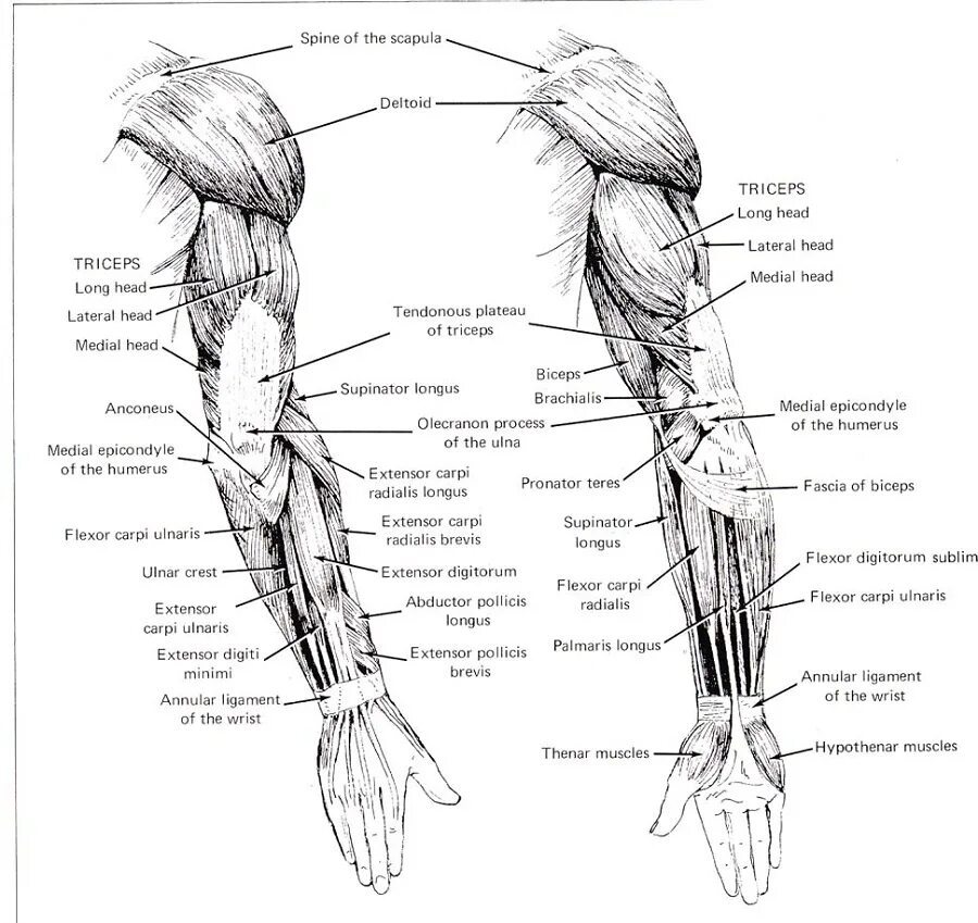 Строение руки рисунок. Мышцы руки вид спереди и сзади. Мышцы верхней конечности вид спереди. Мышцы руки сзади. Мышцы руки и плеча схема.