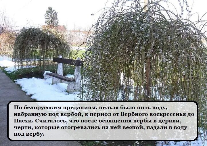 Можно ли сажать вербу во дворе. Ива во дворе. Посадить вербу. Ива на участке приметы. Верба дерево на участке.