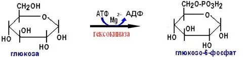 Глюкоза ферменты реакция