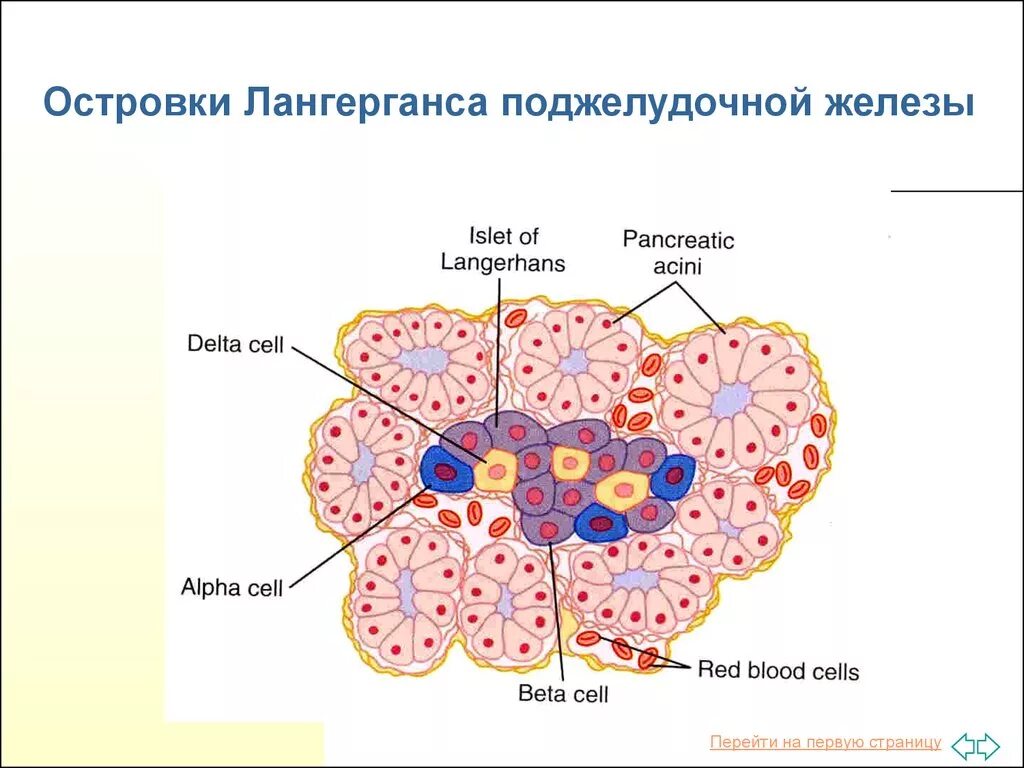 Альфа клетки островков лангерганса. Схема строения островки Лангерганса. Строение островков Лангерганса гистология. Строение поджелудочной железы островки Лангерганса. Гормон Альфа-клеток островков Лангерганса поджелудочной железы.