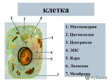 Цитоплазма находится в постоянном