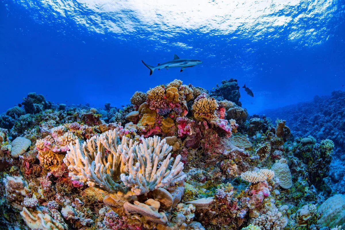 The coral has. Морской парк на рифах Туббатаха. Большой коралловый риф в Австралии. Большой Барьерный риф (Северо-Восточное побережье Австралии).