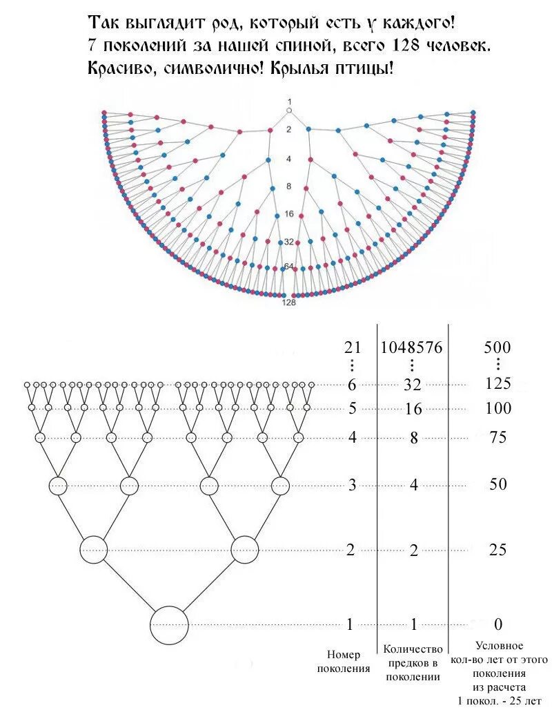Схема рода человека. Схема семи поколений рода. Семь поколений рода родовое Древо. Родовая генограмма 7 поколений. Схема родового древа до 7 колена.