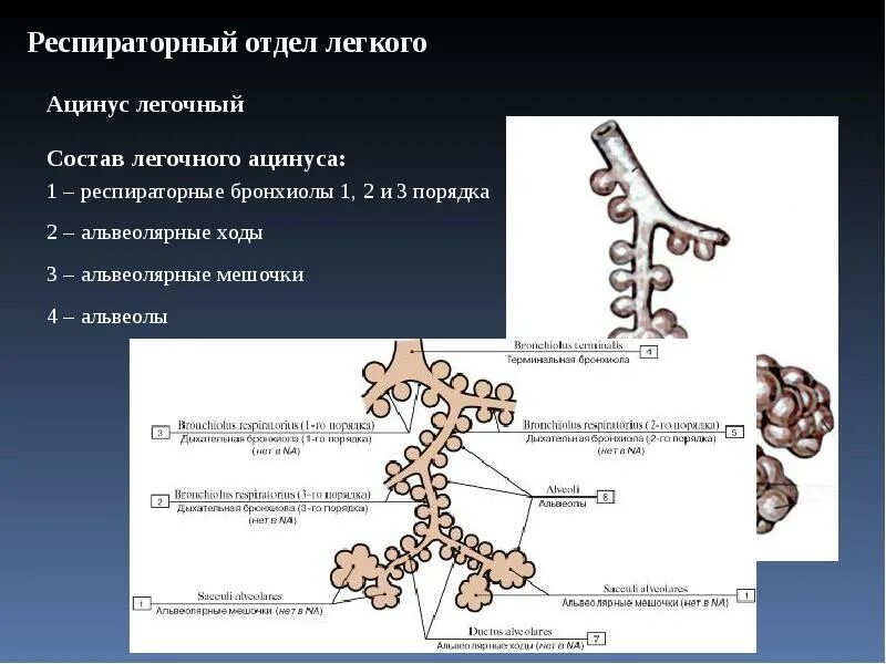 Терминальные бронхиолы. Терминальные и респираторные бронхиолы. респираторная бронхиола ацинус. респираторный отдел ацинус. дыхательная система ацинус.