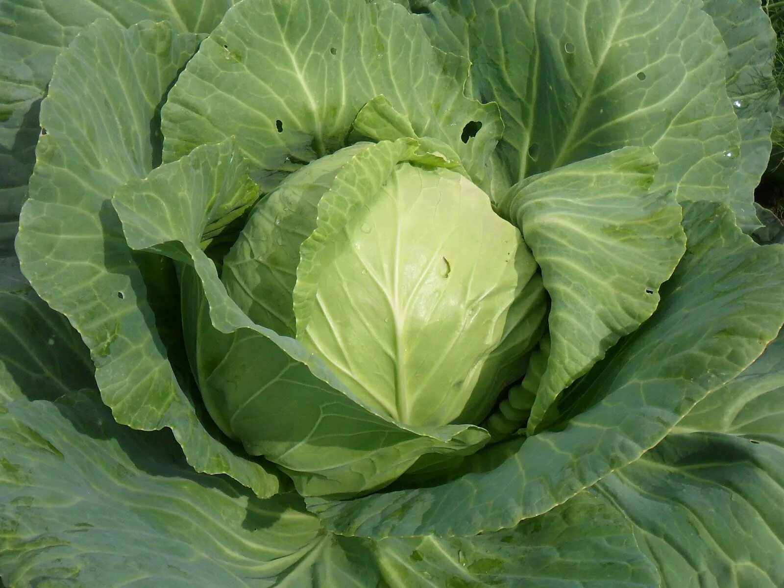 Капуста белокочанная морозко. Капуста белокочанная нозоми. Посопская белокочанная капуста. Родич капусты. Кочан капусты.