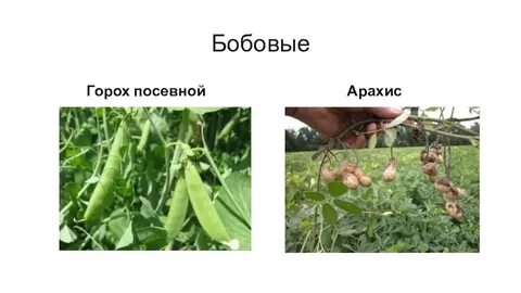 В популяции гороха посевного из 1200 особей