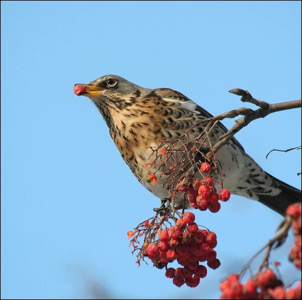 зимующие птицы хакасии
