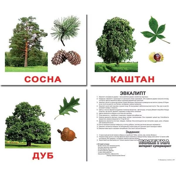 Аллергенные деревья и кустарники. Красивая сосна. Каштан и сосна. Деревья. Карточки домана деревья и листья.