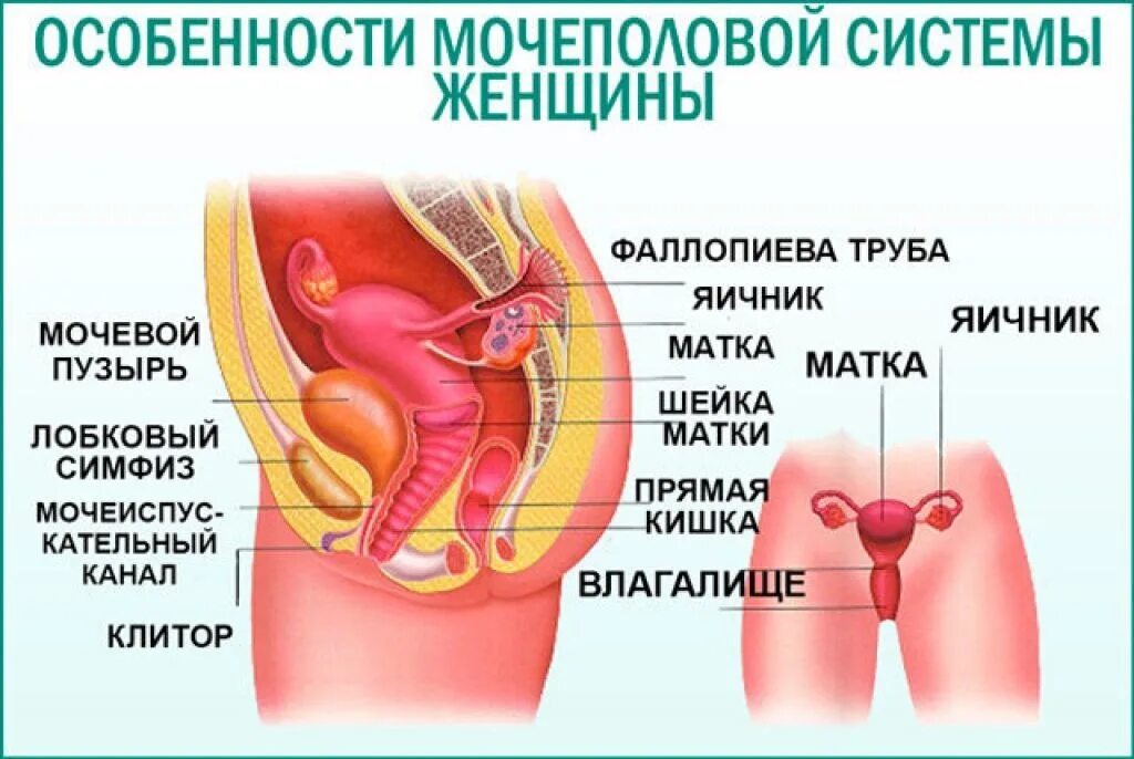Мочеполовая система у женщин. Строение женской мочевой системы. Анатомия женской мочеполовой системы. Строение мочевой системы у женщин. Мочеиспускательная система у женщин строение.