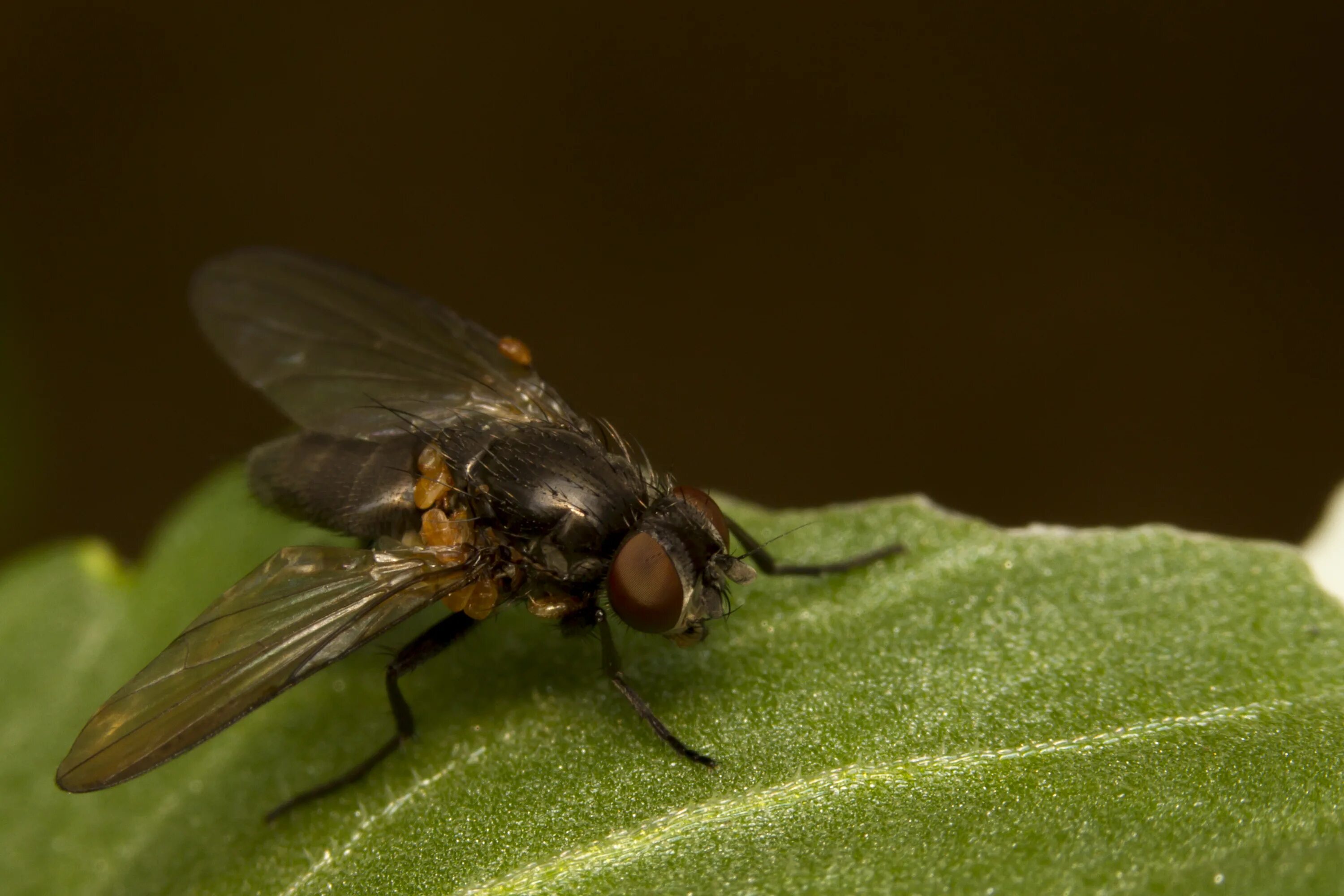 крупнейшее летающее насекомое. Sphecius speciosus. крупное крылатое насекомое. жук олень рогач. голубая стрекоза синекрылка.