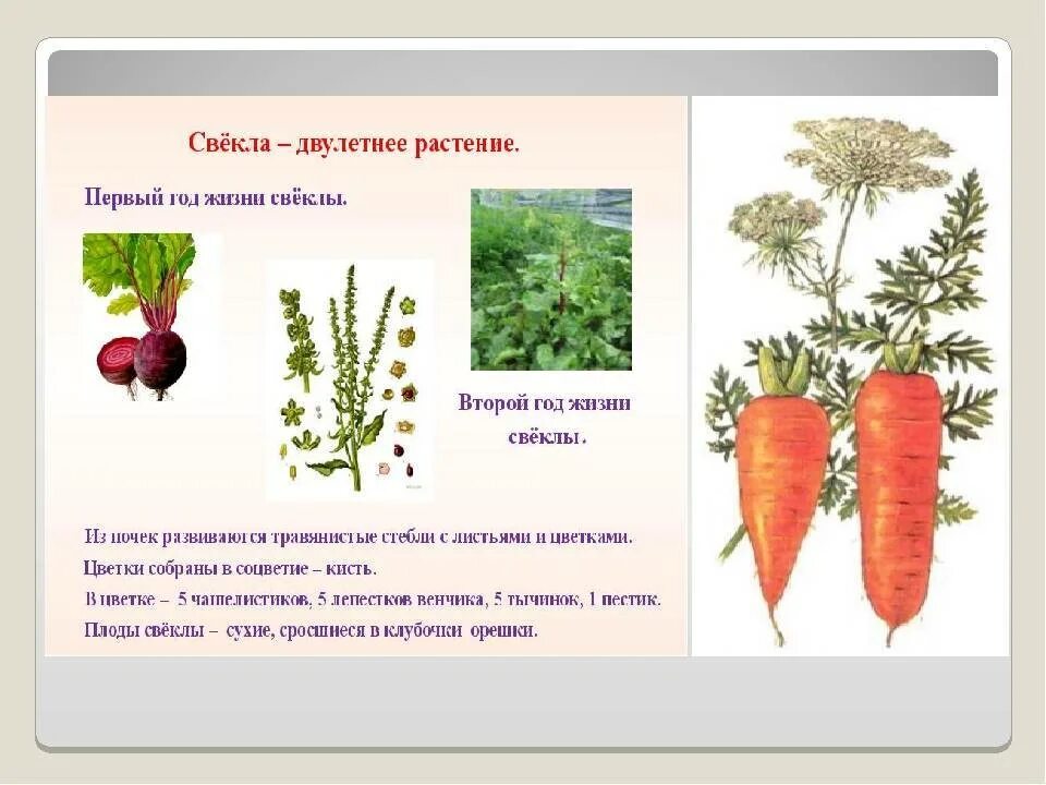 Морковь является растением. Части моркови. Строение моркови. Строение столовой свеклы. Типы стеблей моркови.
