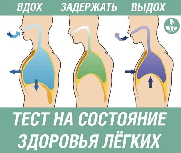 Тест на проверку легких задержка дыхания. Проверить легкие тестами. Как проверить легкие задержав дыхание?. Как проверить легкие задержав дыхание?. Проверь легкие.