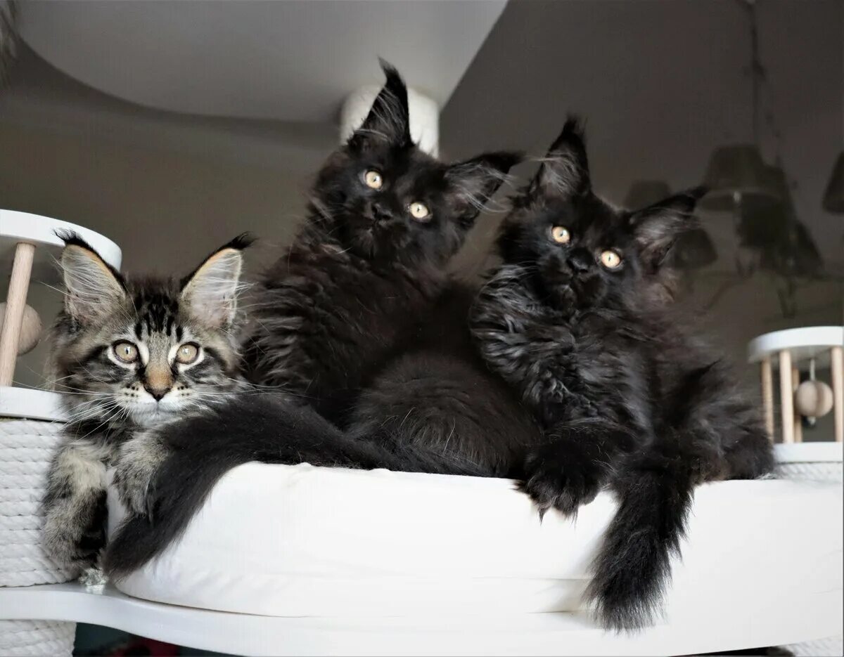 Котенок мейн кун в нижнем тагиле. Котенок мейн кун в нижнем тагиле
