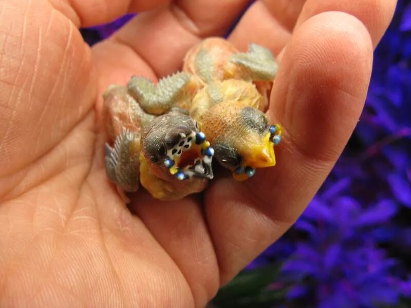 птенцы гульдовой амадины. птичка амадин птенец. птенцы амадинов. пиенец гульдова амадина. гульдова амадина птенец.