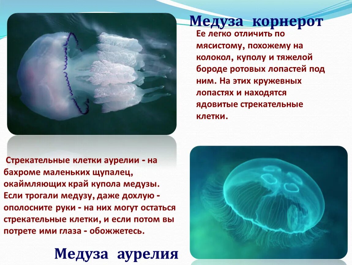 Ядовитая медуза корнерот. Корнерот медуза в черном море опасны. У медузы есть мозги