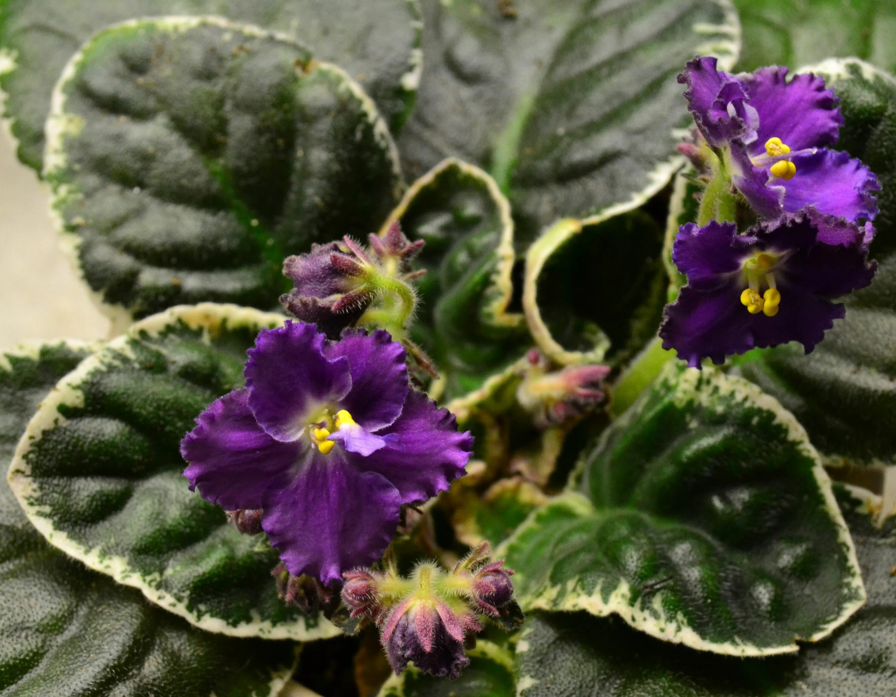 Фиалка apache midnight. Фиалка ек кураж. Grog фиалка. Фиалка mac's black uhuru. Фиалка империал розовая.