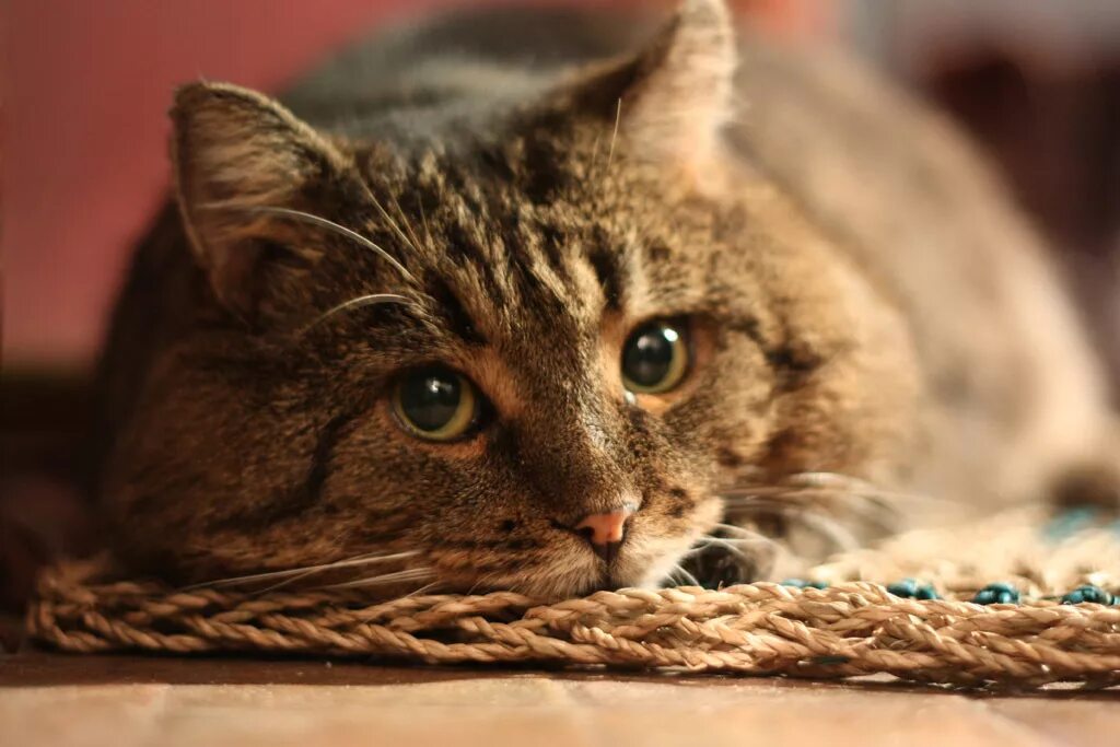 серый кот васька. кот васька. фото кота васьки. кот васька. кот васька сорочьи сказки.