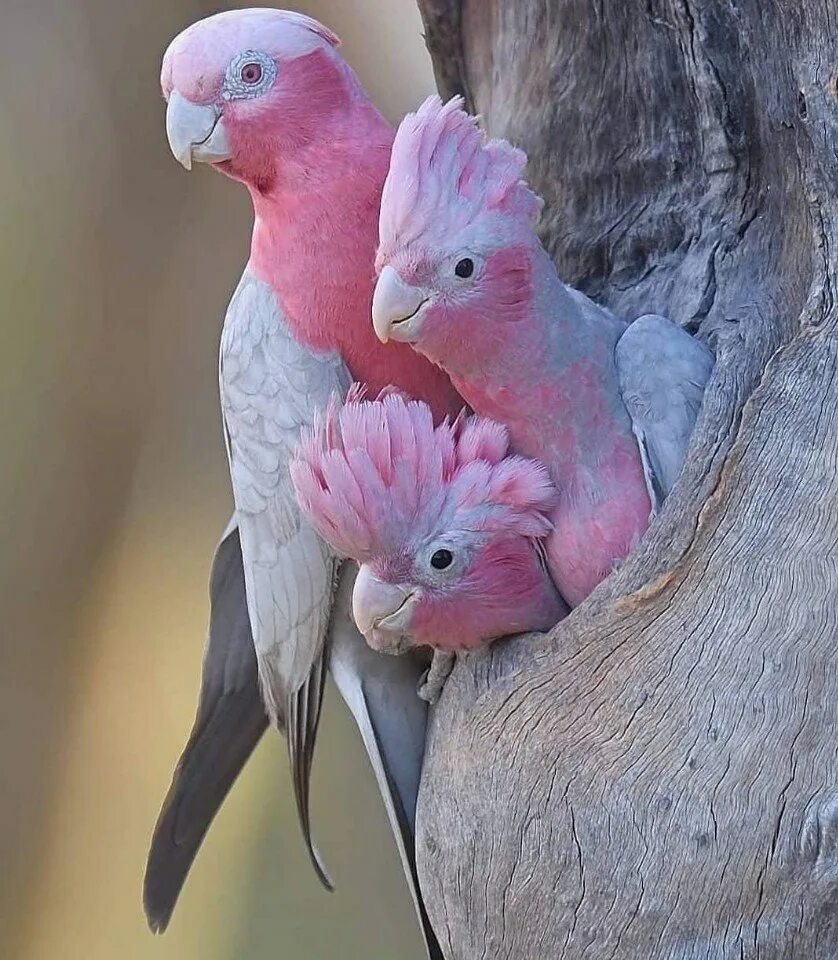 Разноцветное какаду. Попугаи неразлучники Какаду. Розовый Какаду Гала. Попугай Какаду розовый. Неразлучники попугаи розовые.