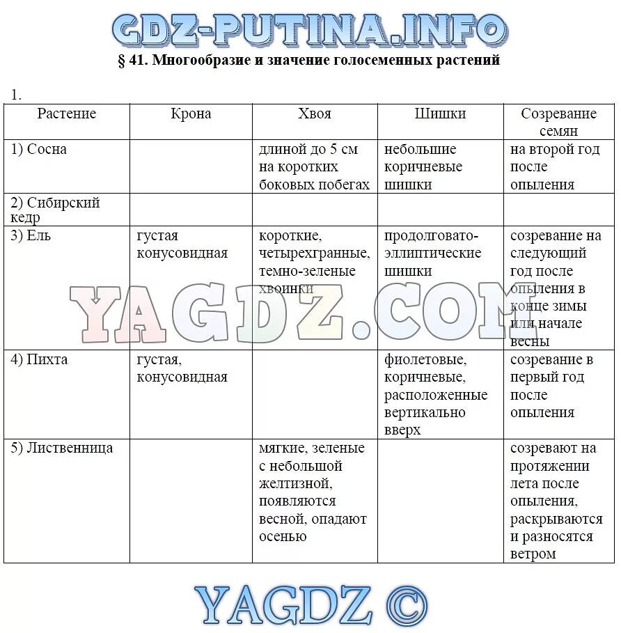 Длина шишки сосны и ели