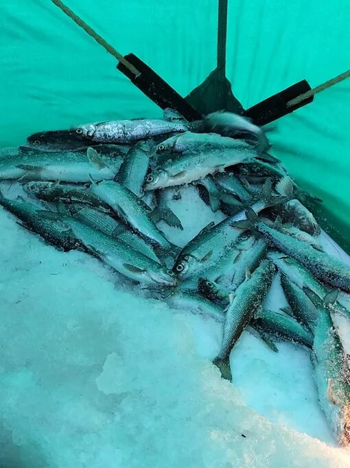 Форум на севере архангельск. Губа сухое море. Железные ворота сухое море. Рыбалка Архангельская область сухое море. Сухое море Архангельск.