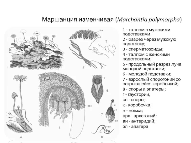 Спермий мха. Строение женской подставки маршанции. Строение таллома маршанции. Маршанция обыкновенная строение. Продольный разрез через мужскую подставку маршанции.