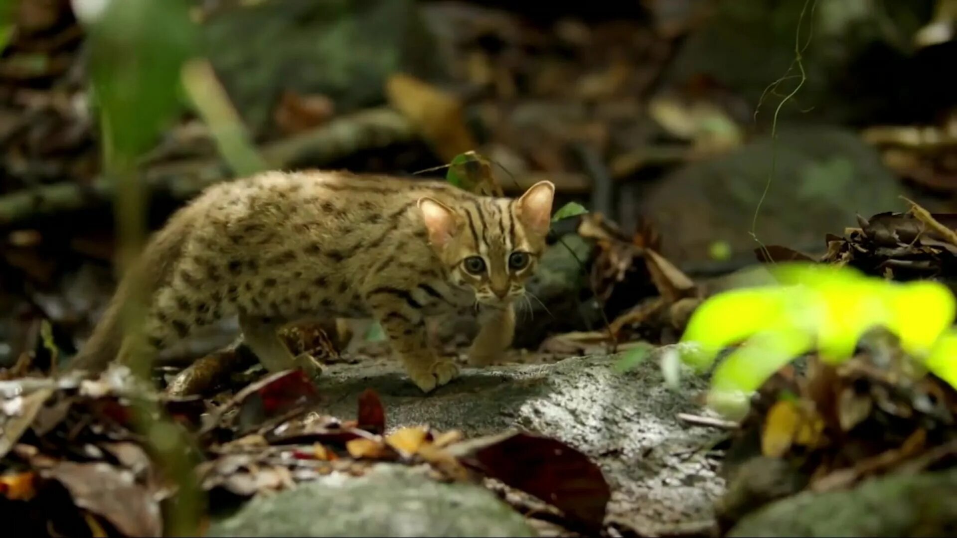 Prionailurus rubiginosus. Порода ржавая кошка. Prionailurus rubiginosus. Ржавая кошка. Индийская рыжая пятнистая кошка.