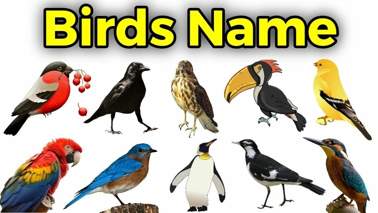 Kind birds. Types of Birds. Kinds of Birds. Names of Birds in English. Птицы на английском языке.