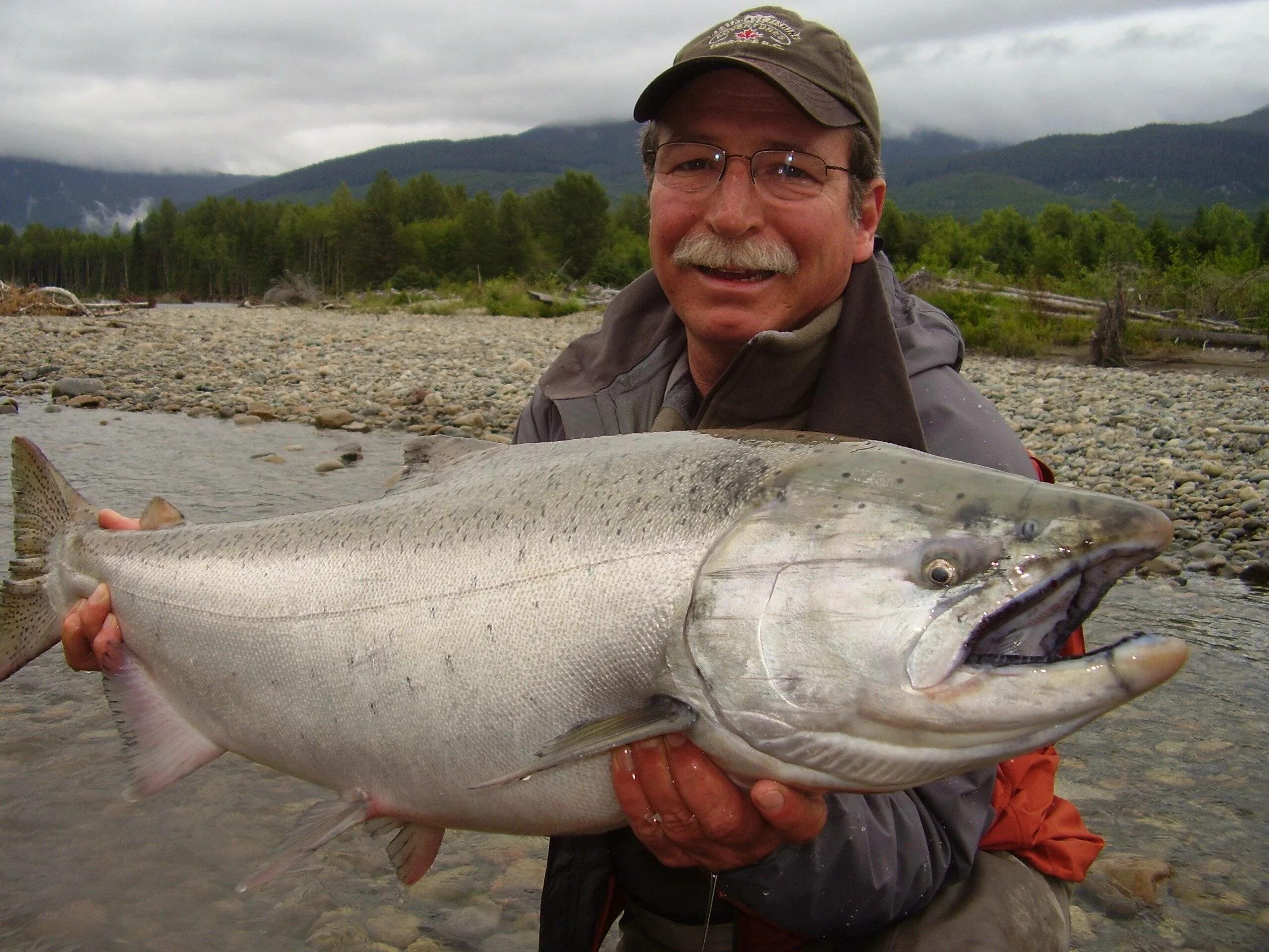 Чавыча рыба. Лосось чавыча. Королевский лосось чавыча. Чавыча Oncorhynchus tshawytscha. Крупные лососевые рыбы