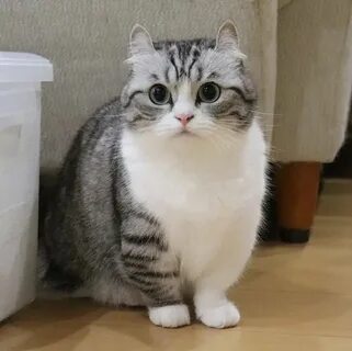 Комару кошка