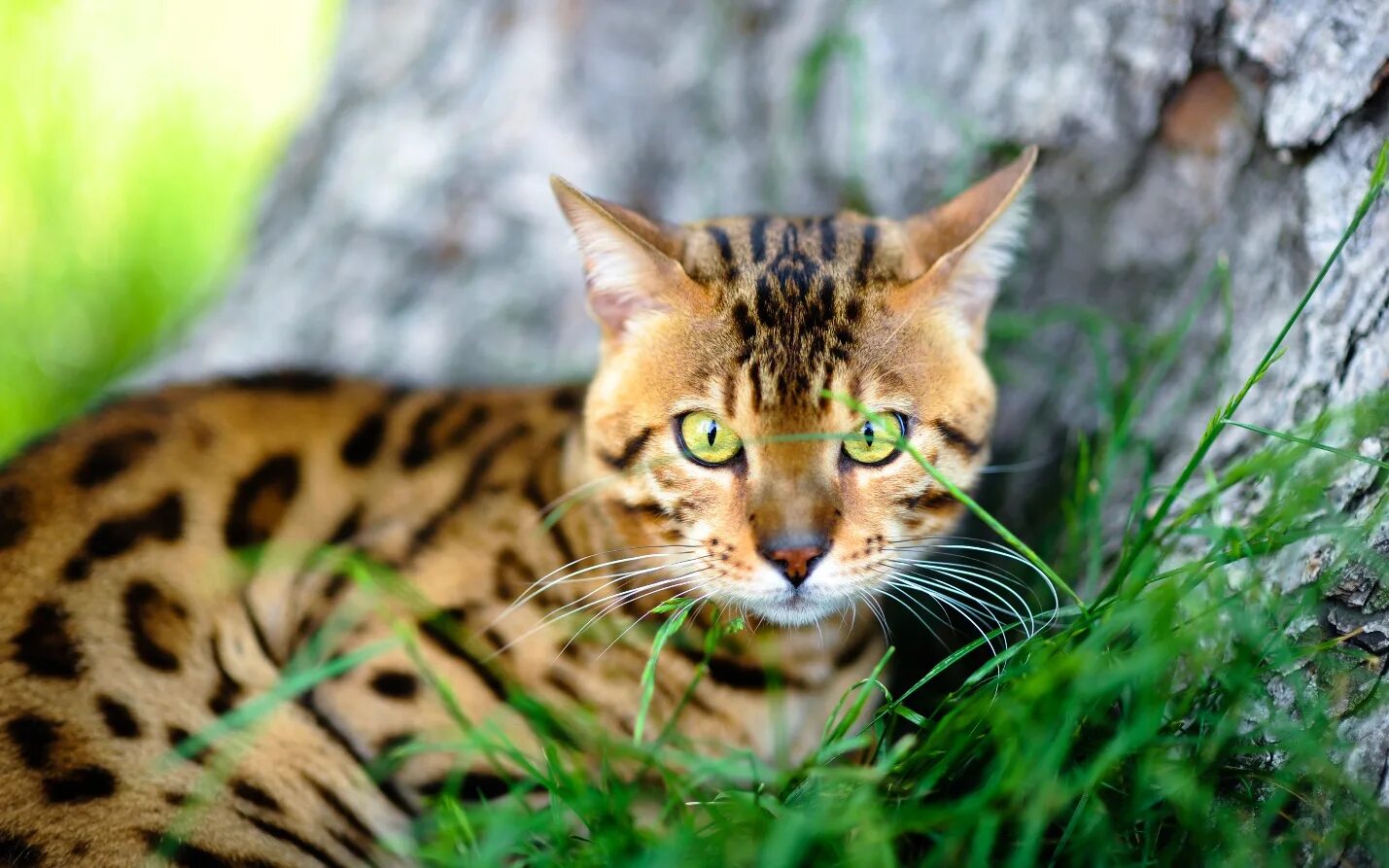 Кошка кошачий. Бенгальская кошка Дикая. Дикая леопардовая кошка. Дикий бенгальский кот. Дикая Бенгальская кошка фото.