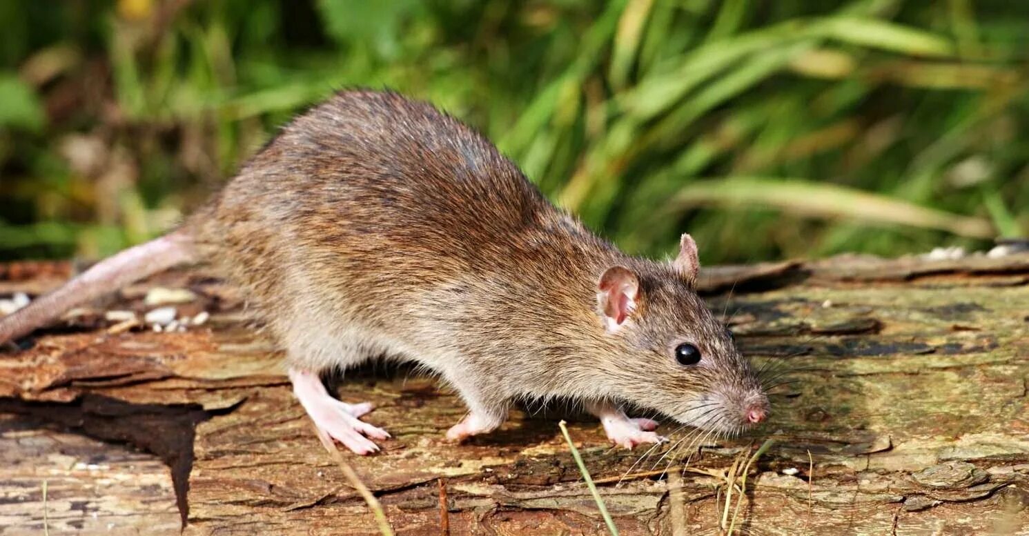 Мыши в огороде. Земляная крыса ареал. Земляная крыса полевка. Мыши полевки в огороде. Огородная крыса.
