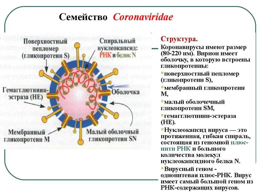 Коронавирус схема строения вириона. Коронавирус 19 строение вируса. Коронавирус микробиология строение. Коронавирусы микробиология строение.