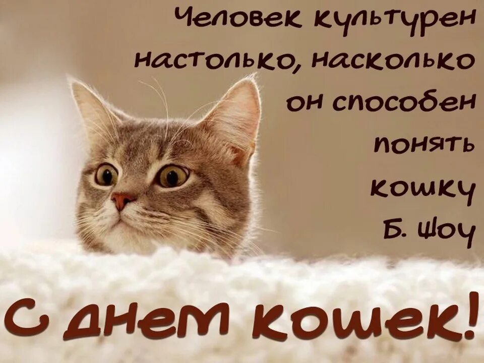 Всемирный день кошек поздравления. Всемирный день кошек. Всемирный день кошек 8 августа. Поздравления сднём кошек. День кошек открытки.