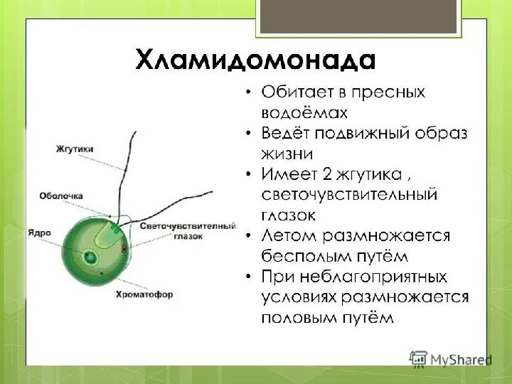 Органеллы водоросли