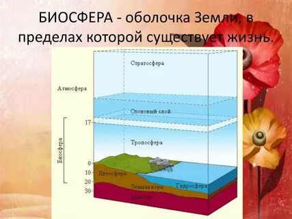 Слои жизни на земле
