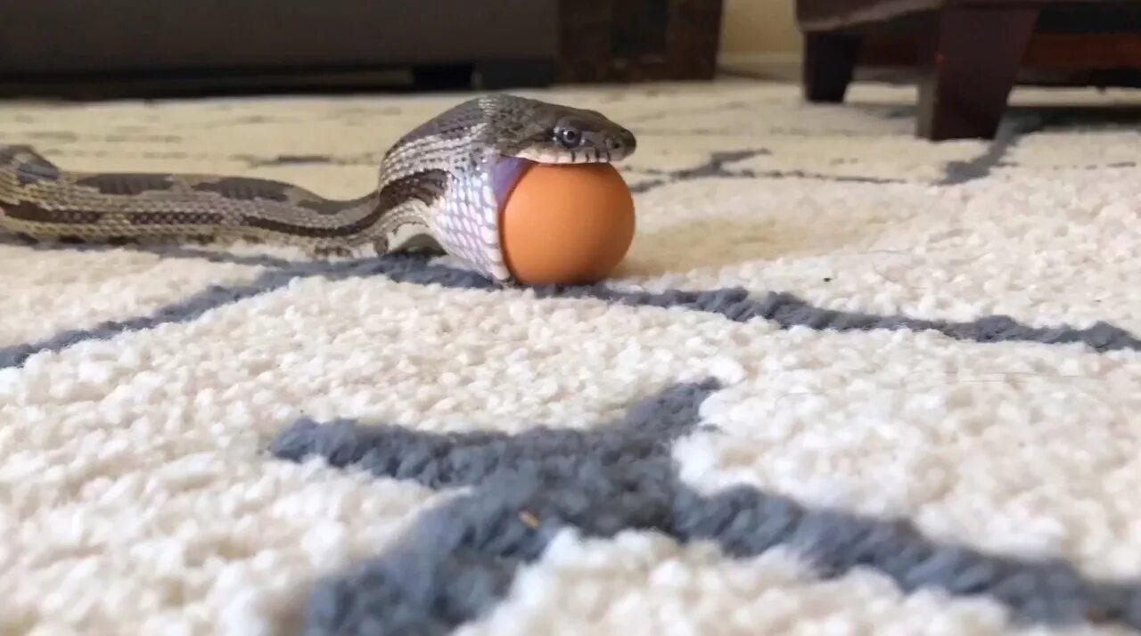 Видео яйца змеи. Африканский ЯЙЦЕЕД.
