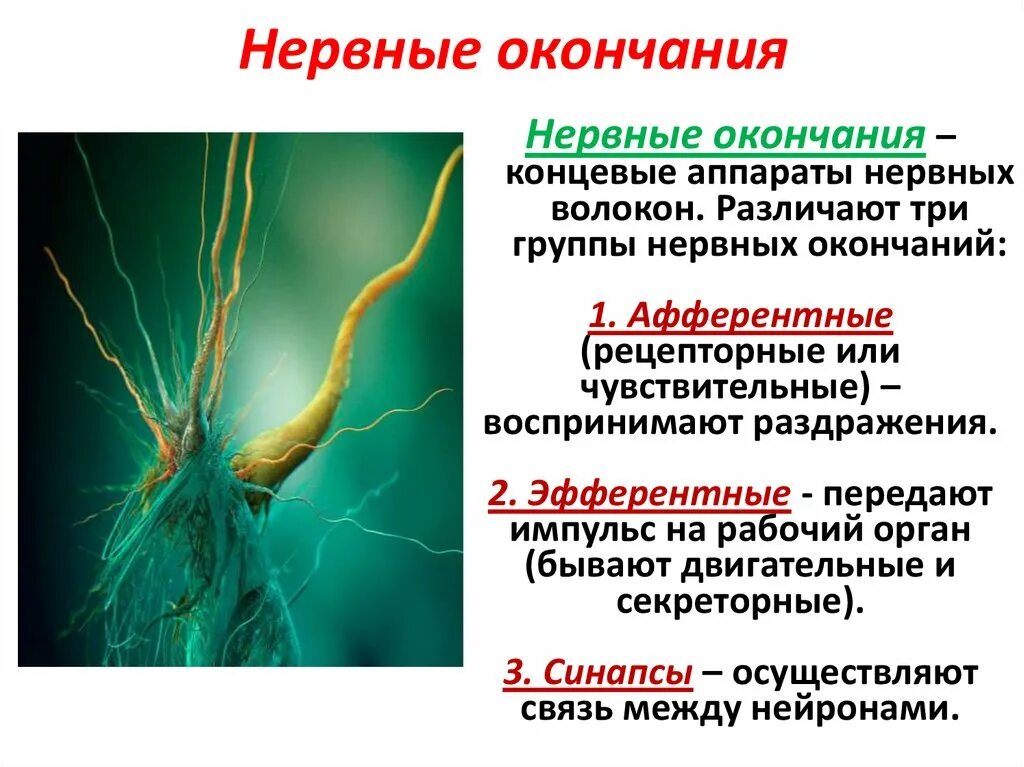 Нервные окончания. Нервные волокна и нервные окончания. Нервные окончания нервная. Строение нервных окончаний.