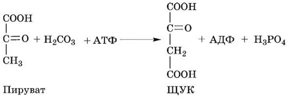 Пируват атф. Пируват+co2+АТФ фермент. Пируваткарбоксилаза катализирует реакцию. Пируват со2 АТФ. АТФ пируват оксалоацетат.